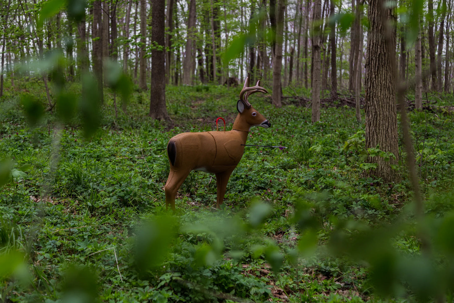 Morrell Transformer Buck