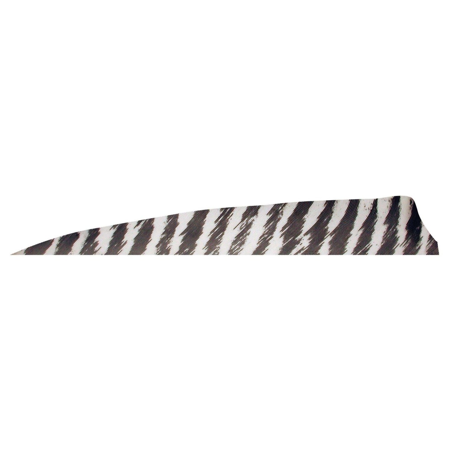 Gateway 4" Shield Barred Feather - Right Wing