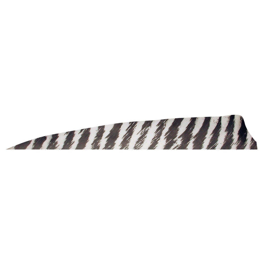 Gateway 4" Shield Barred Feather - Left Wing