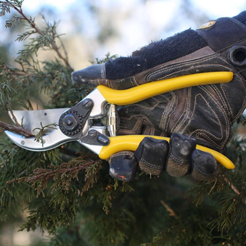 Wicked Tree Gear - Wicked Hand Pruner